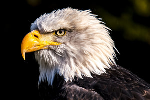 framedcanvas-print-the-eagle-head