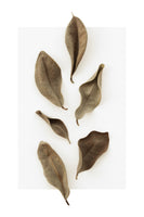 canvas-print-dried-leaves-1