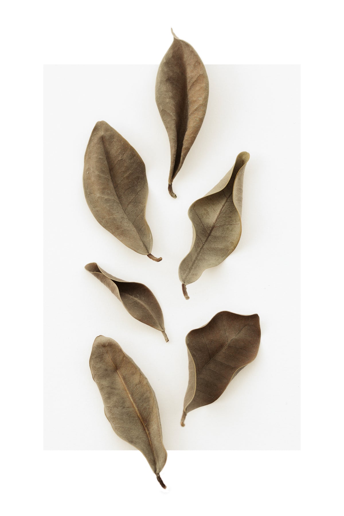 canvas-print-dried-leaves-1