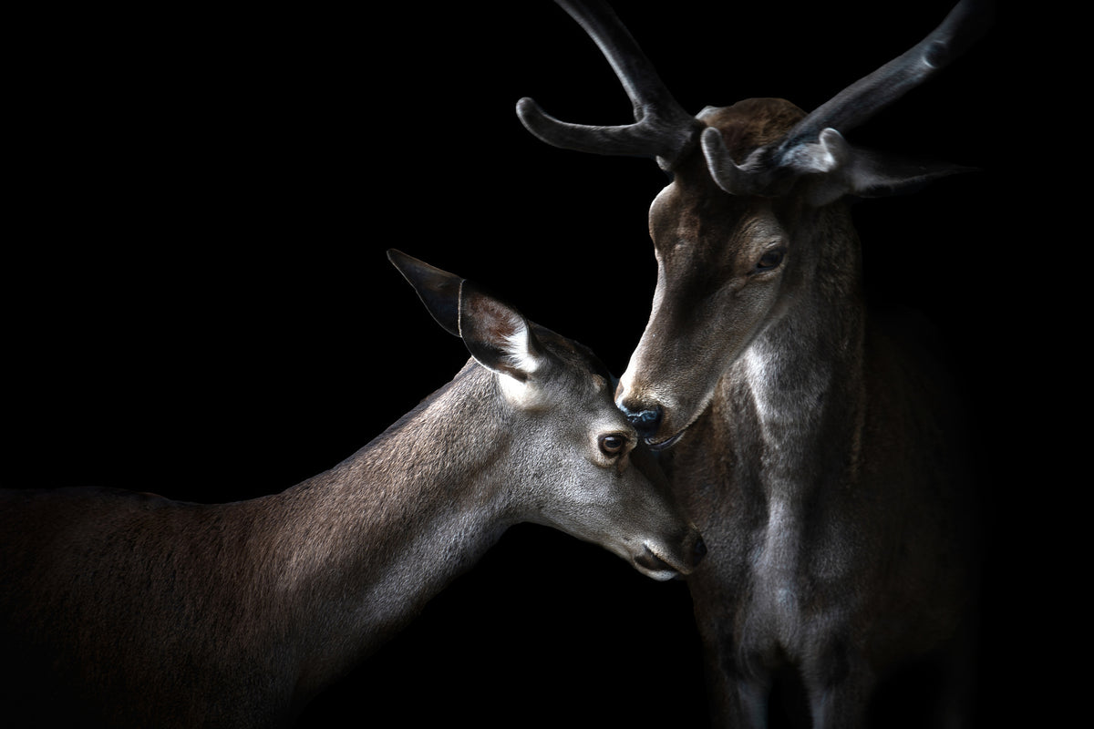 aluminium-print-tenderness-x