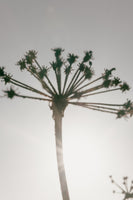 canvas-print-beach-flowers-002