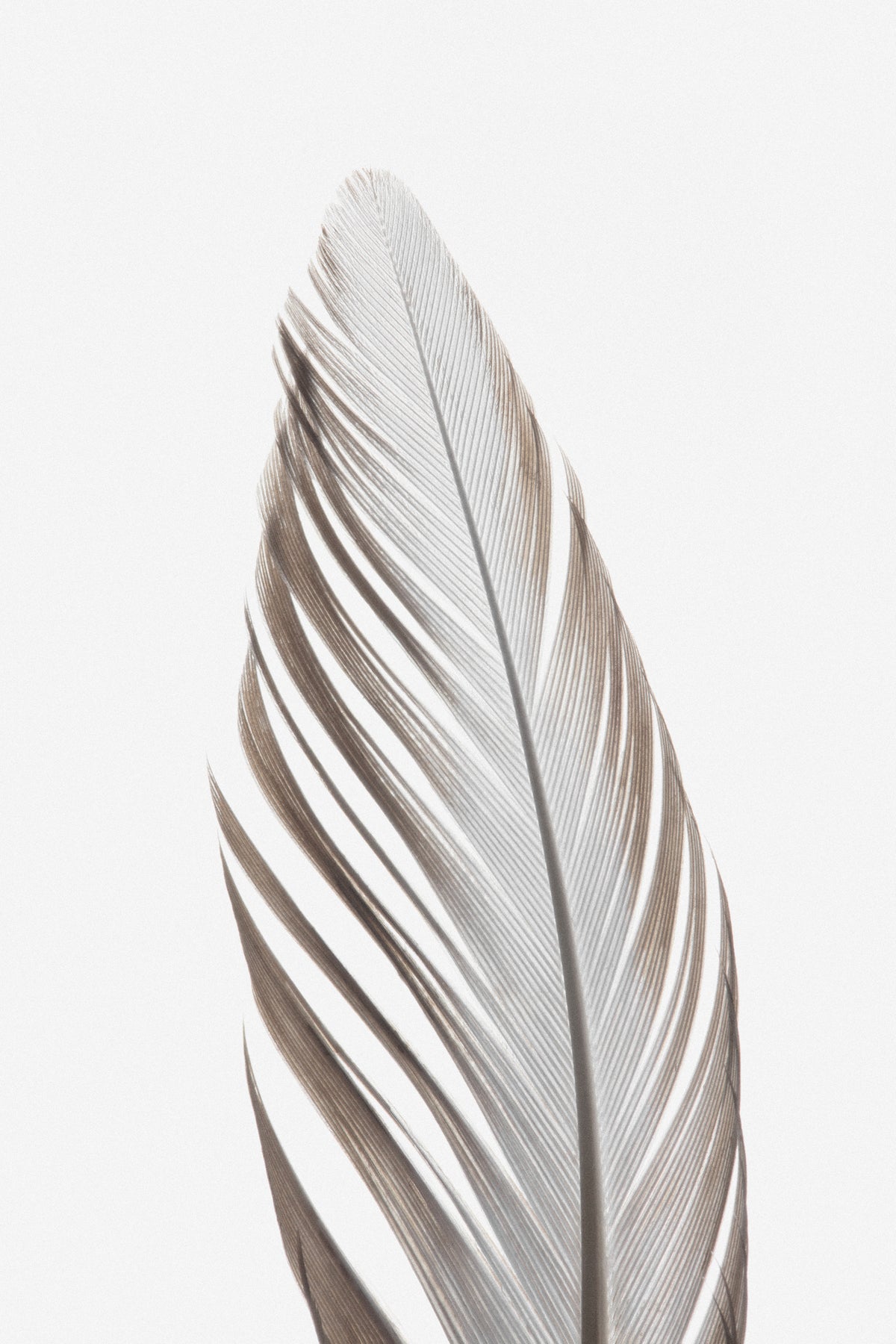 canvas-print-feather-003