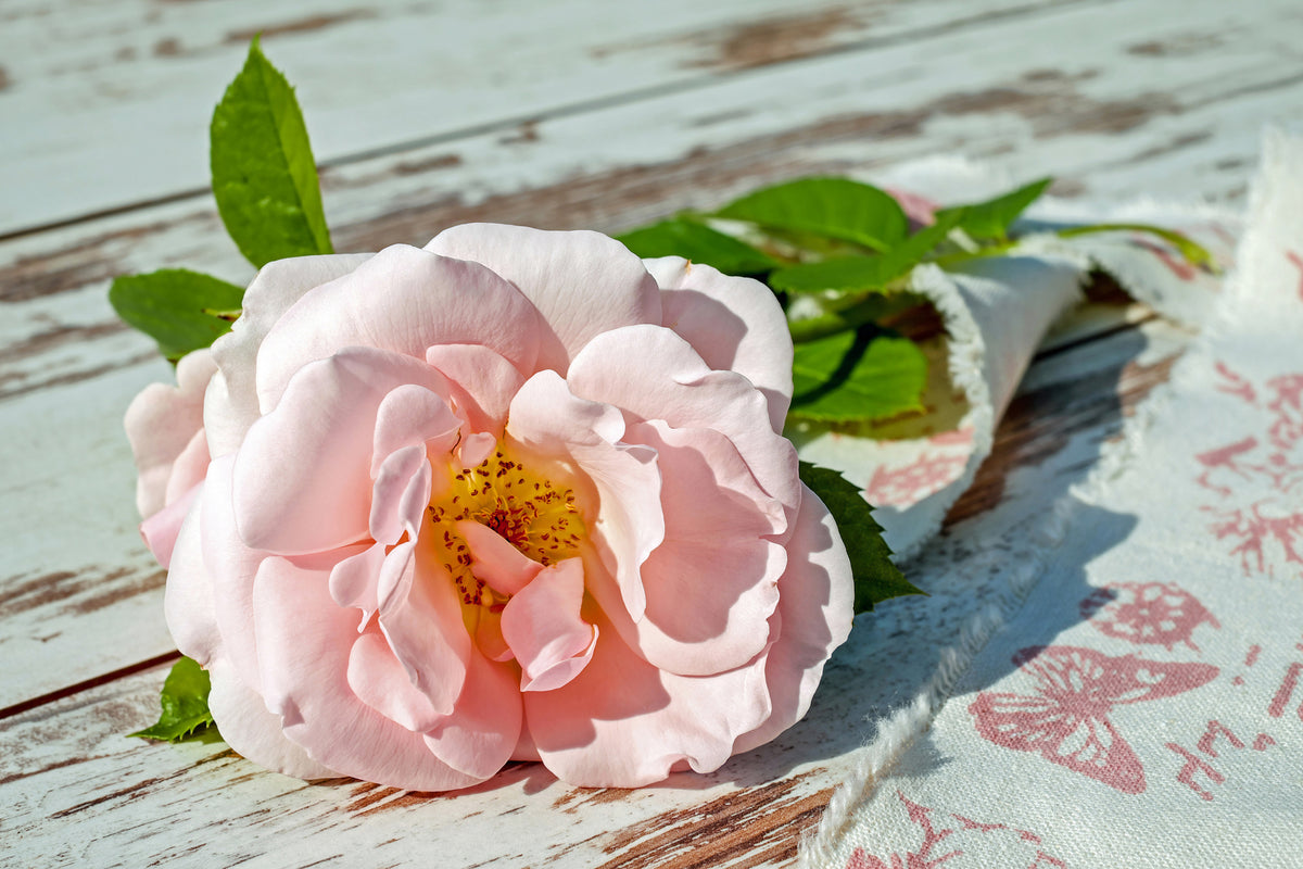 acrylic-print-wild-rose-in-pink