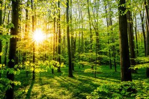 canvas-print-sun-shines-through-the-forest