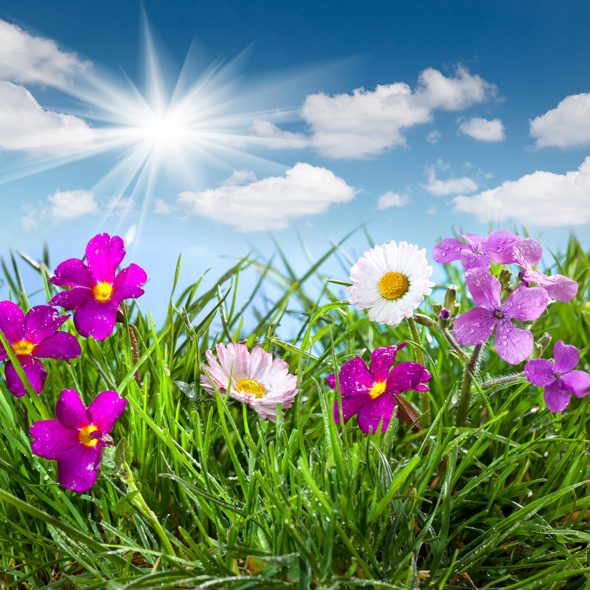 9-piece-aluminium-print-flowering-meadow