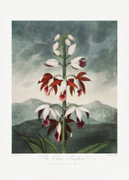 framedcanvas-print-the-chinese-limodoron-from-the-temple-of-flora-1807