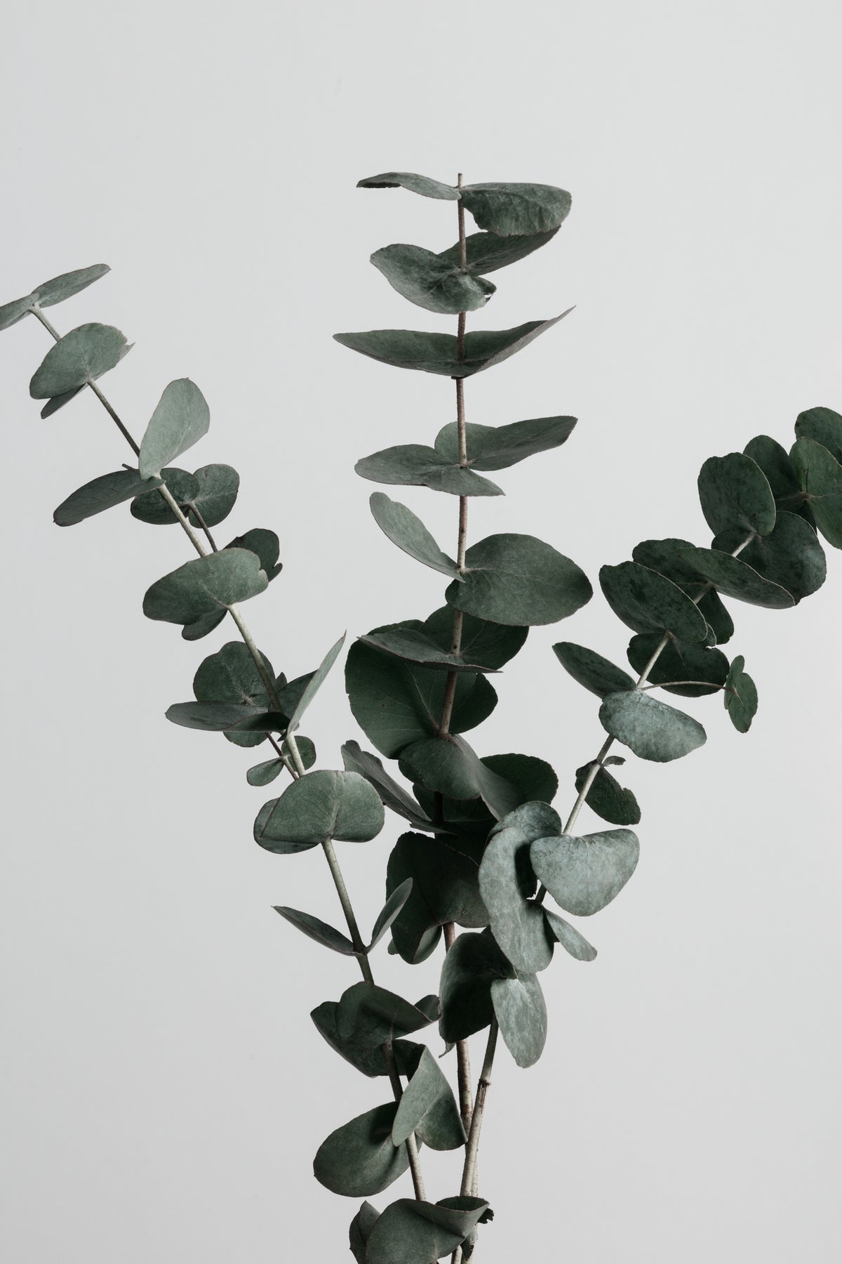 acrylic-print-eucalyptus-natural-01