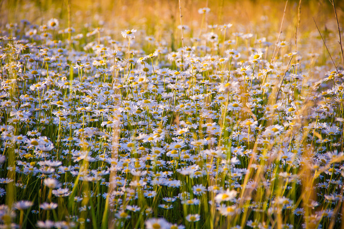 canvas-print-a-field-full-of-camomile