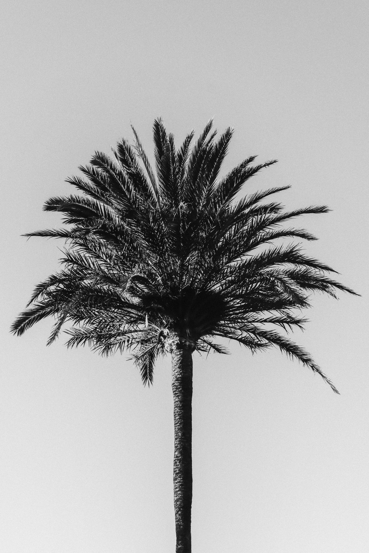aluminium-print-palm-003