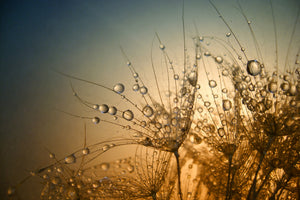 acrylic-print-tender-is-the-night-x