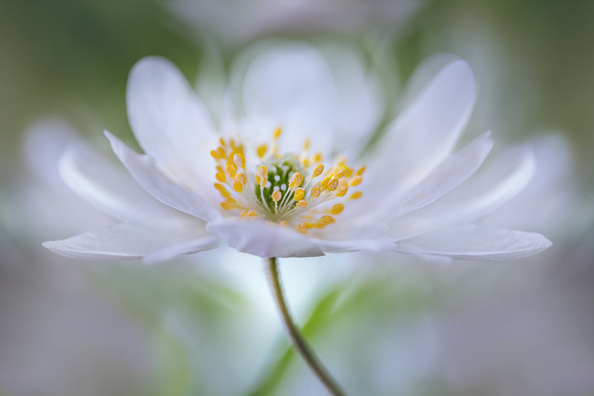 aluminium-print-nemorosa-nirvana