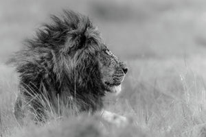 3-piece-canvas-print-the-king-is-alone