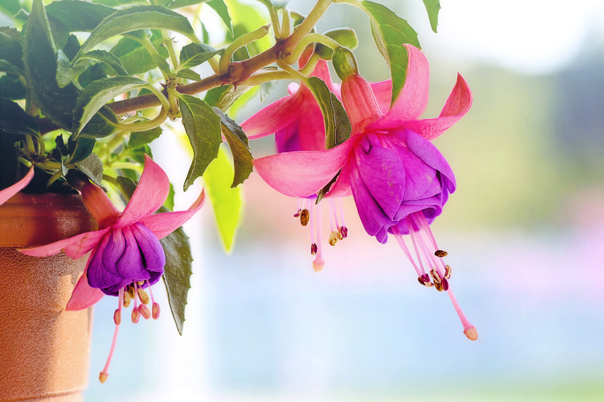acrylic-print-the-fuchsias