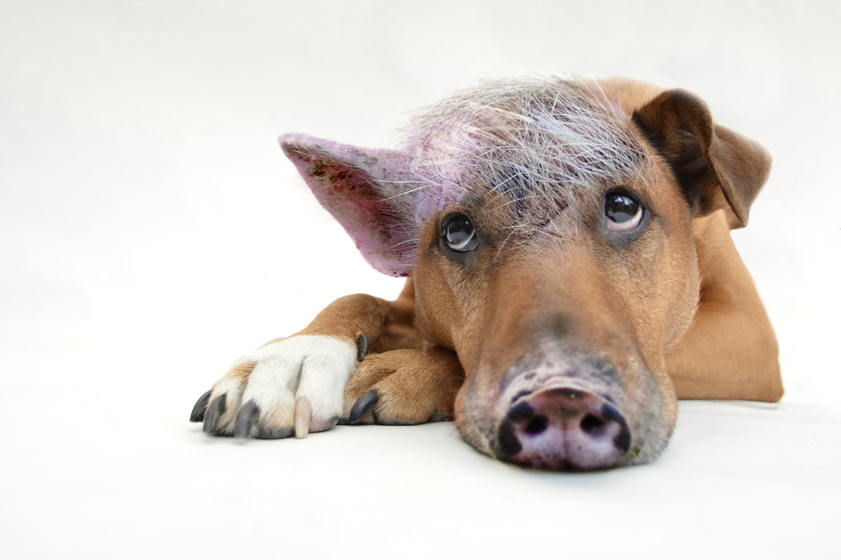 canvas-print-the-funny-pig-dog