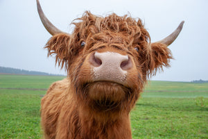 poster-print-galloway-cattle-on-the-pasture