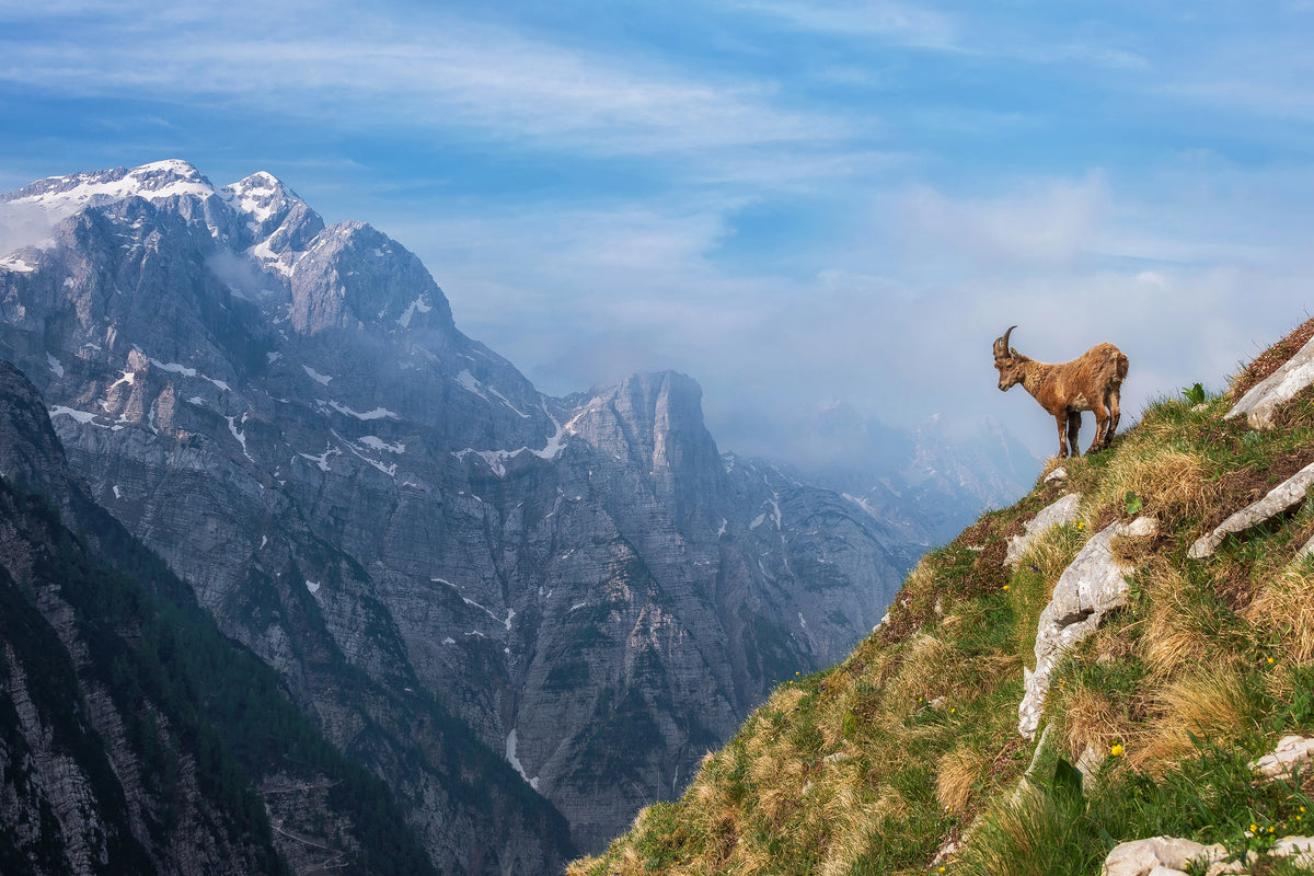 framedcanvas-print-alpine-ibex-in-the-mountains-x