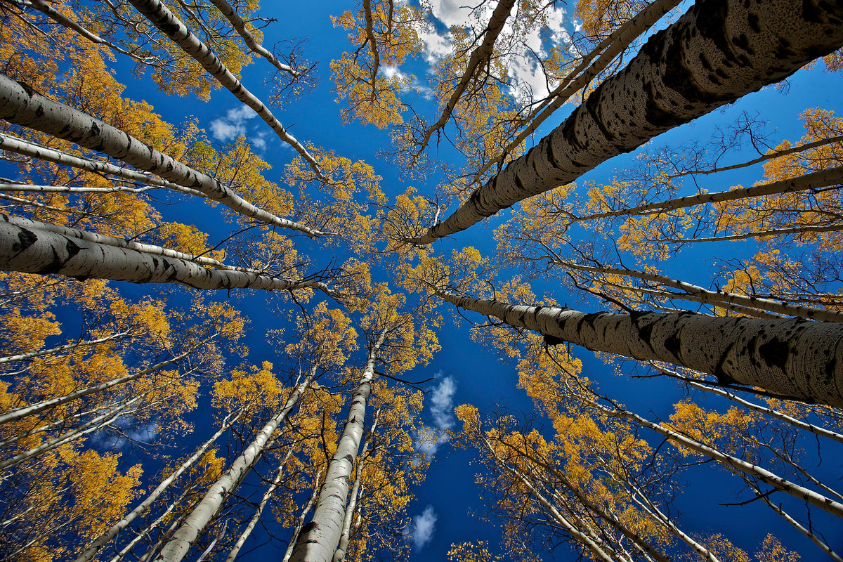 aluminium-print-aspen-s-fall-x