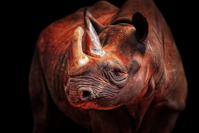poster-print-rhino-posing-x