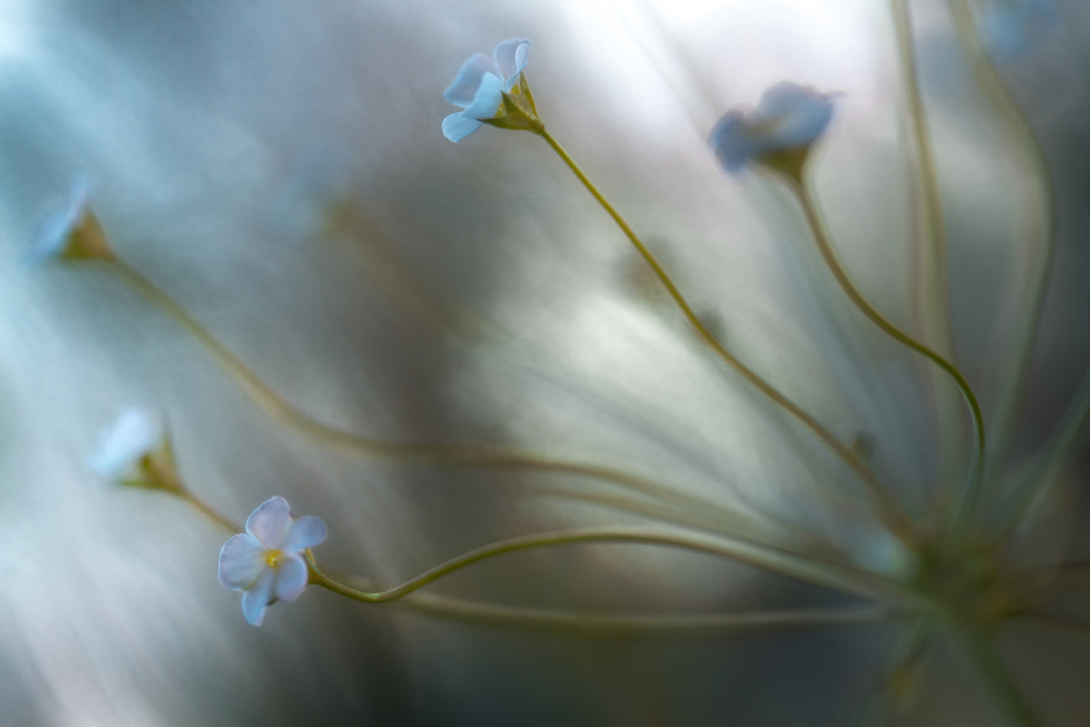3-piece-acrylic-print-jasmine-2