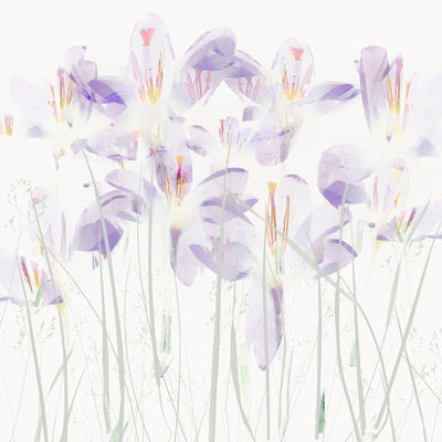 poster-print-crocuses-in-the-grass