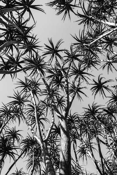 poster-print-forest-of-stars