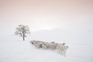 aluminium-print-flock-looking-for-food-x