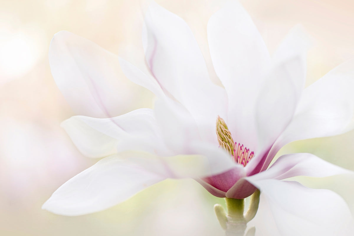 framedcanvas-print-purity-x