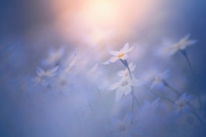 canvas-print-in-the-pale-light-x