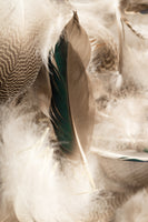 canvas-print-feathers