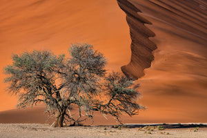 framedposter-print-acacia-in-the-desert-x