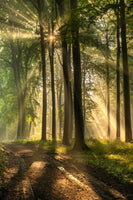 framedcanvas-print-forest-road