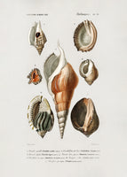 poster-print-different-types-of-mollusks