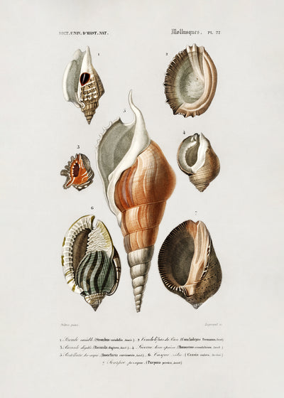 poster-print-different-types-of-mollusks