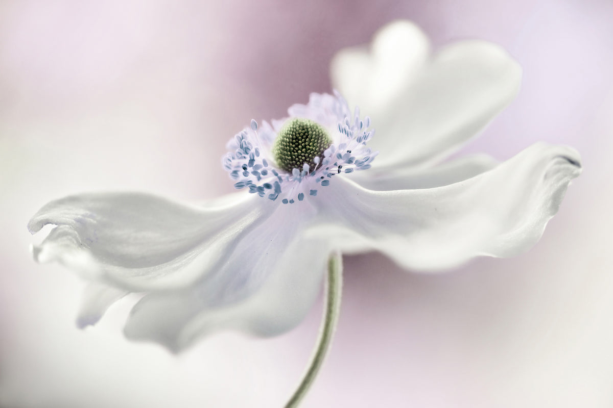 3-piece-acrylic-print-anemone-breeze
