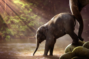 canvas-print-the-elephant-baby