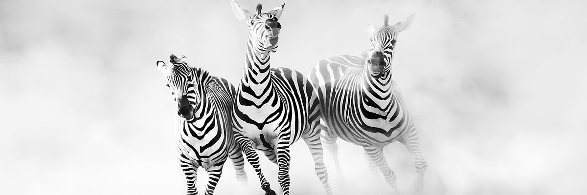 panoramic-aluminium-print-zebras-panorama