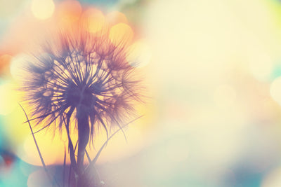 poster-print-the-dandelion-in-the-light