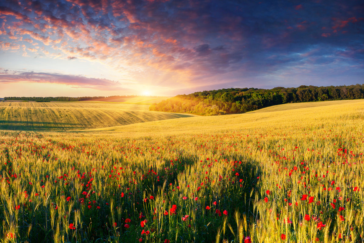 3-piece-canvas-print-a-flower-field-at-sunrise