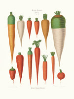 canvas-print-carrots-from-album-benary-1876-1886-by-ernst-benary