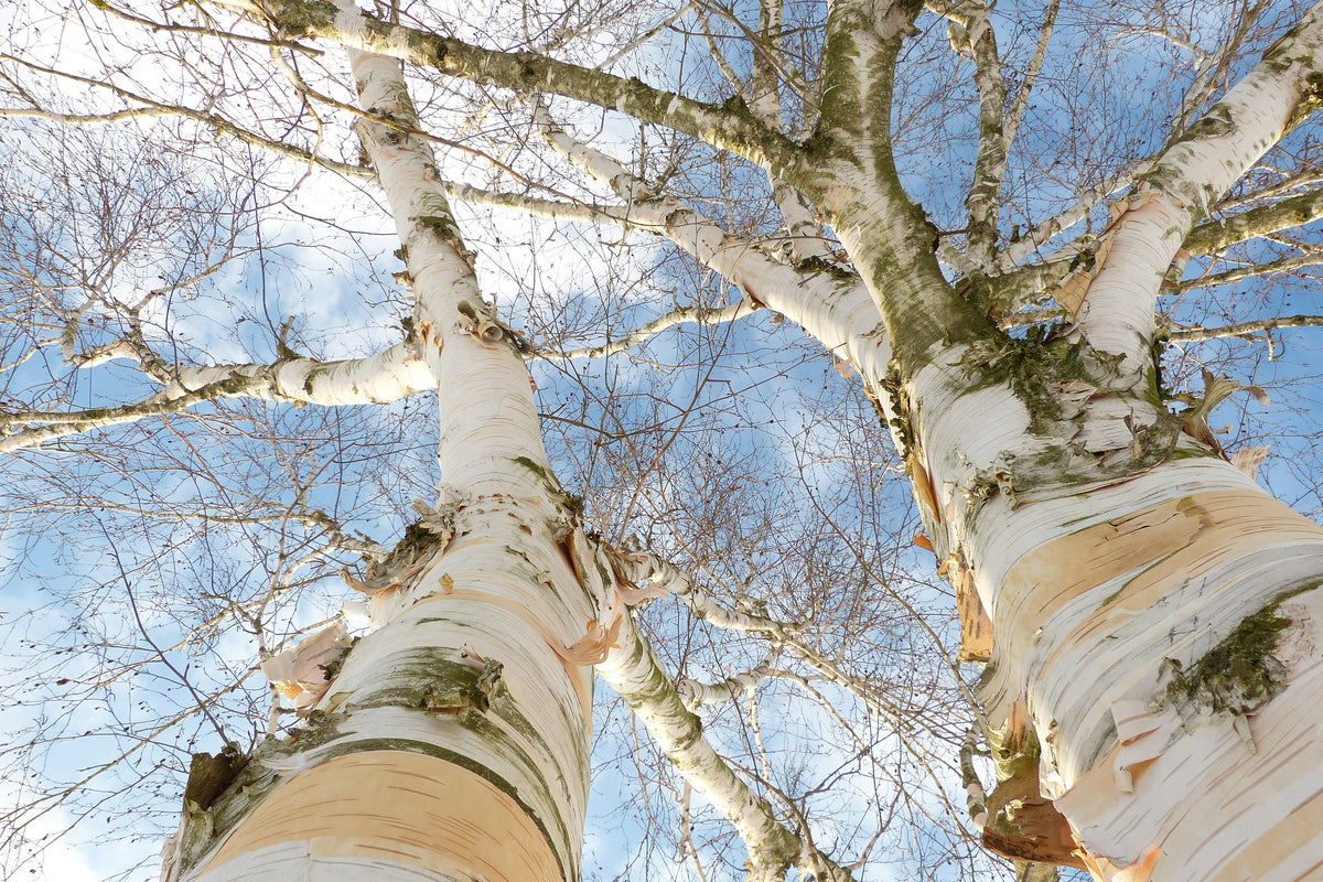 aluminium-print-the-2-birches