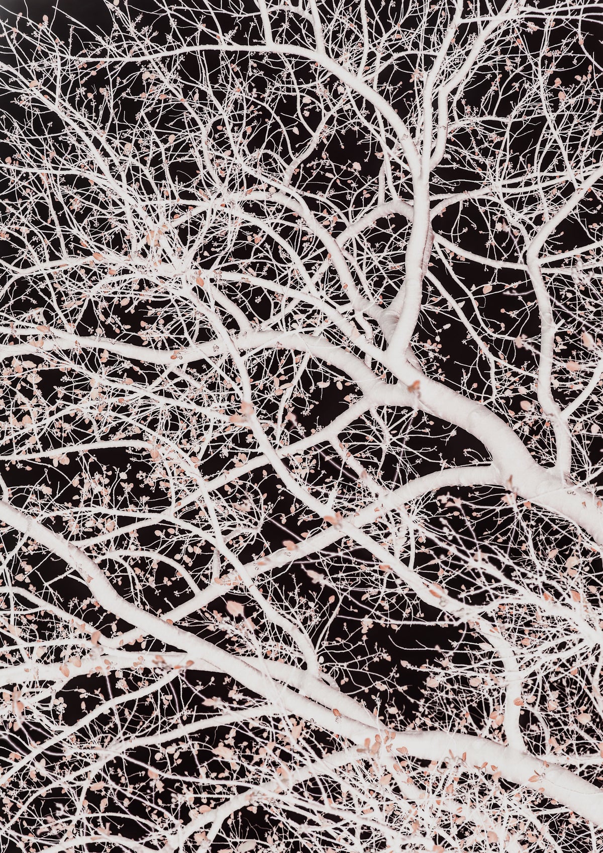 framedcanvas-print-tree-branches-2