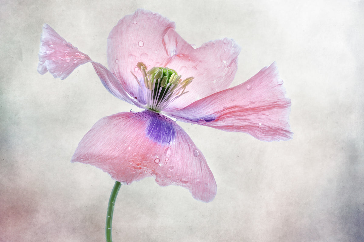 canvas-print-pastel-poppy