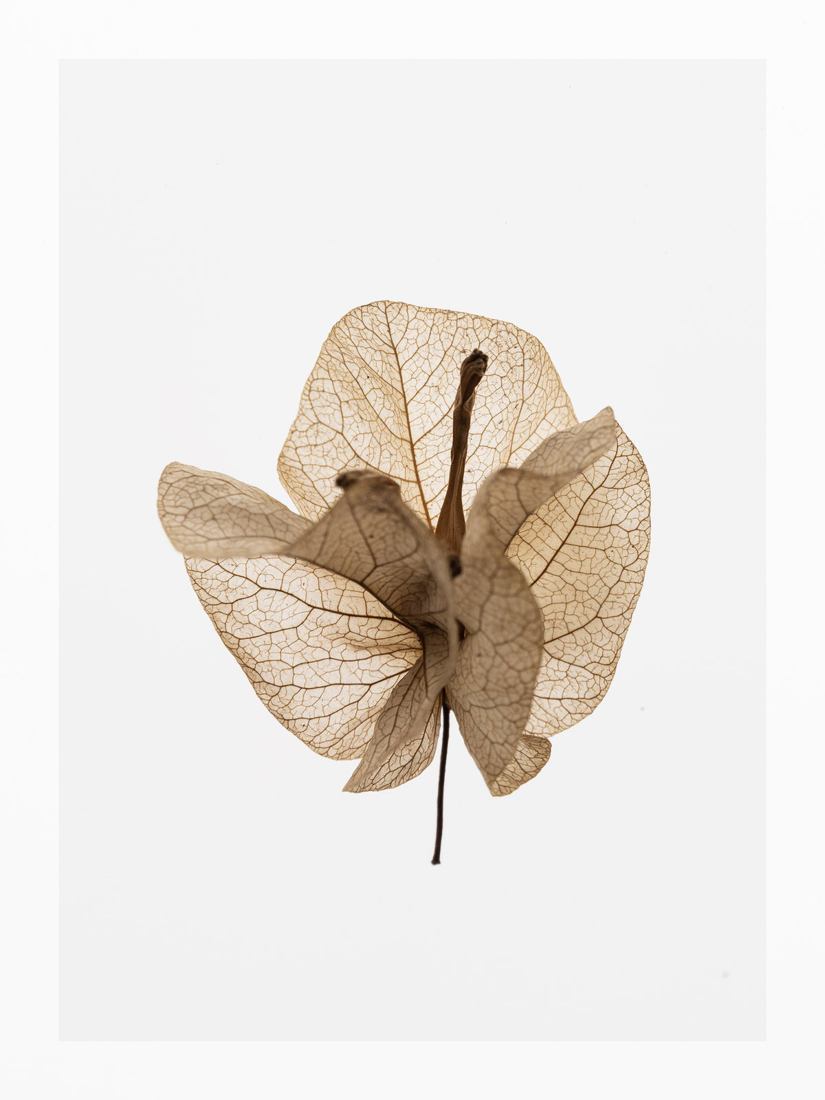 canvas-print-burnished-petals