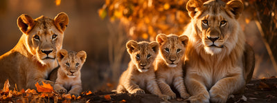 panoramic-poster-print-lion-family-in-the-fall-light