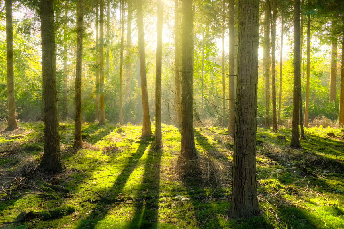 framedposter-print-in-the-middle-of-the-woods