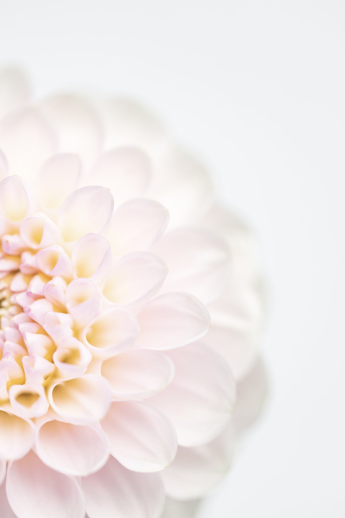 acrylic-print-pink-flower-no2