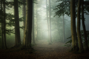 canvas-print-cool-morning