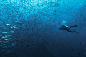 acrylic-print-in-a-fishschool-of-barracudas-x