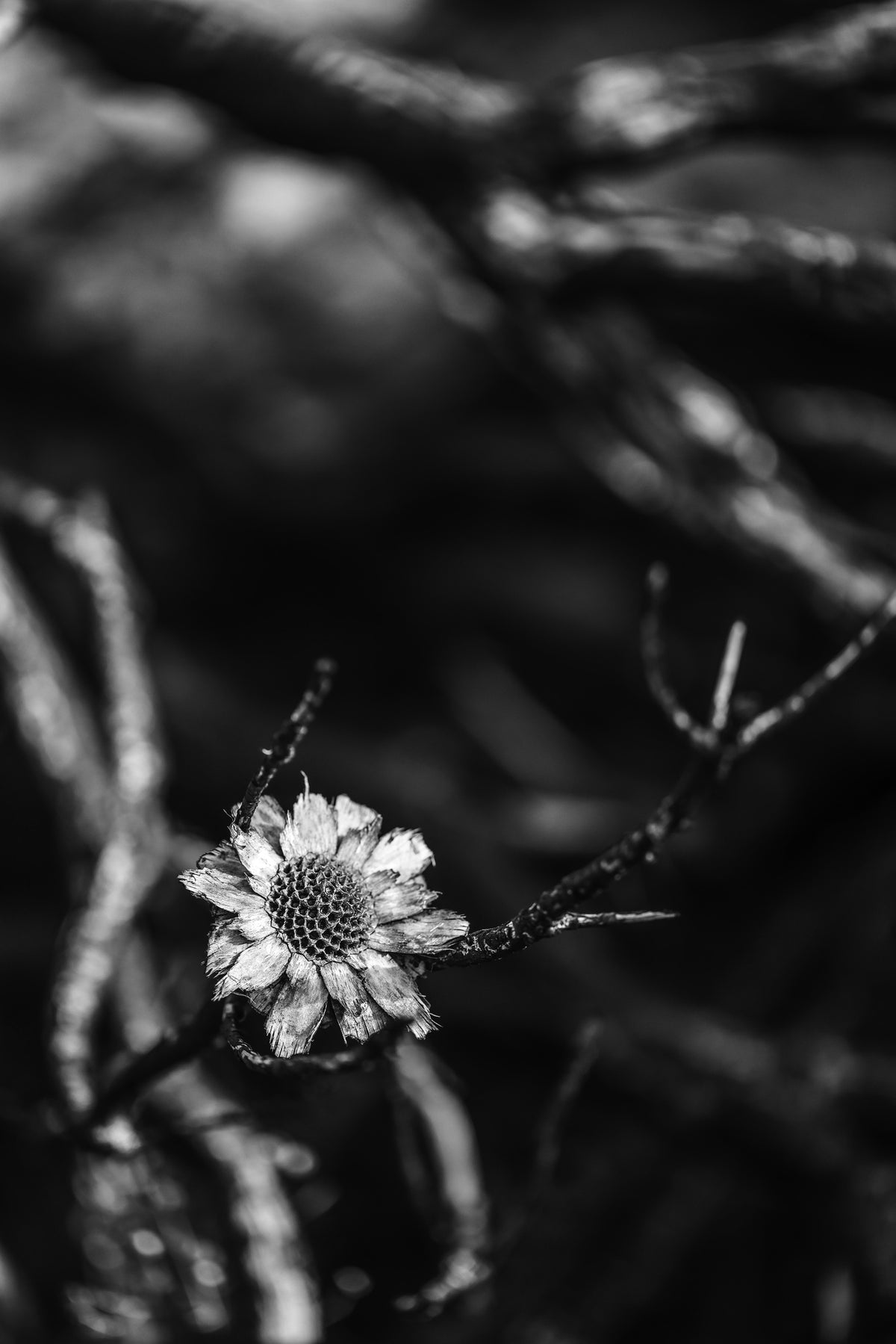 canvas-print-flowform