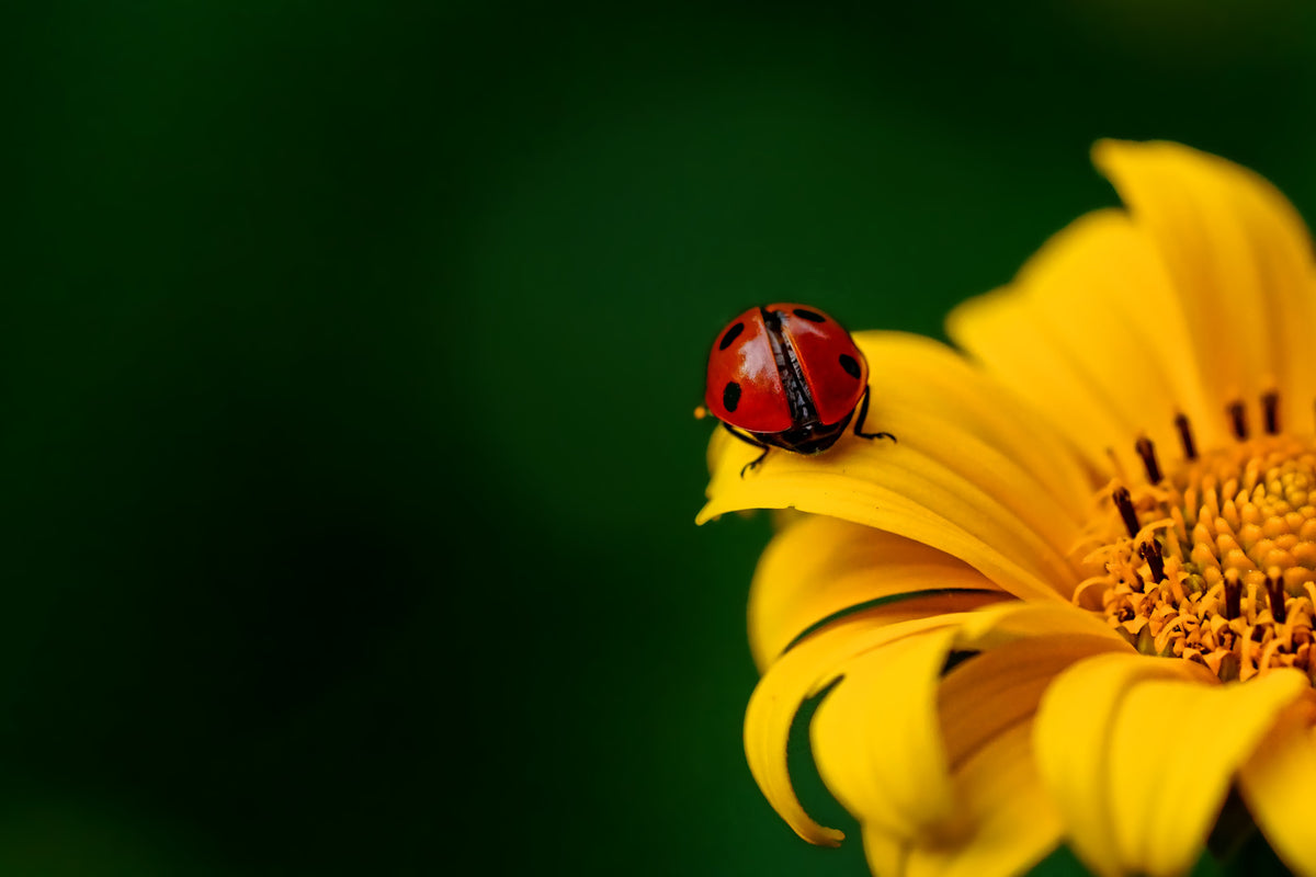 framedposter-print-ladybug-on-the-sunflower